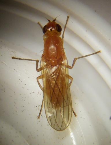Psila fimetaria